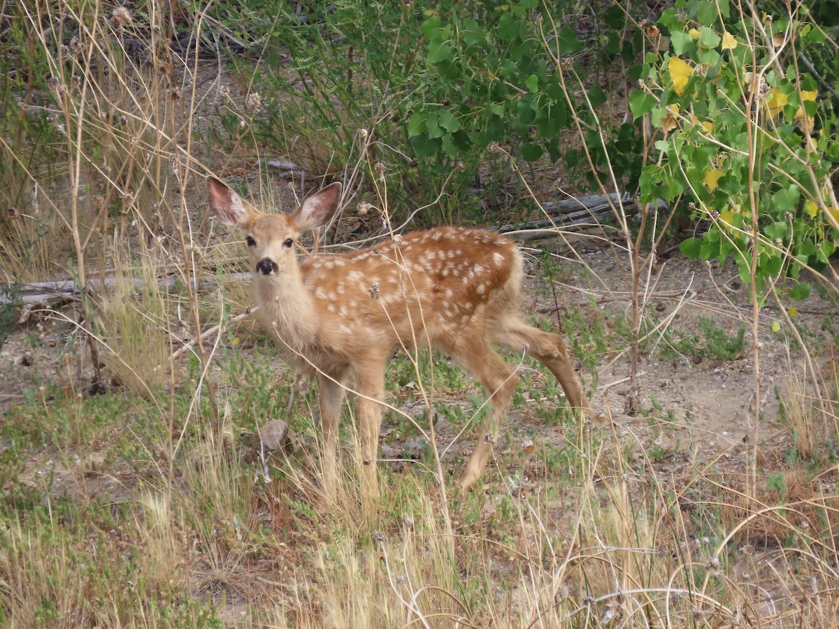 Mule Deer - ML639390467