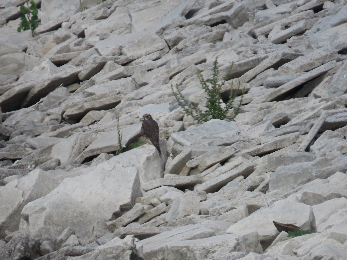 Prairie Falcon - ML639390589
