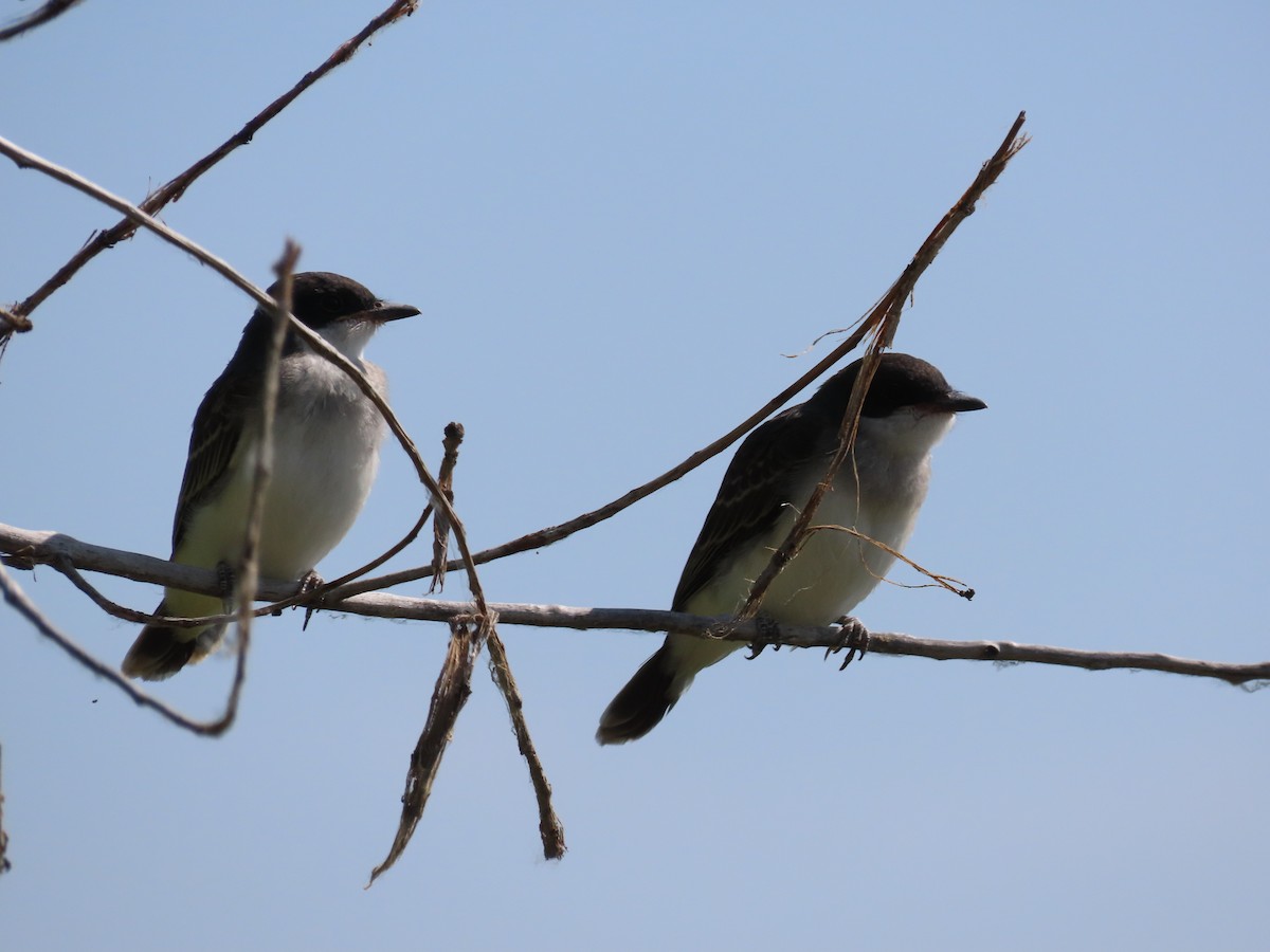 Eastern Kingbird - ML639390597