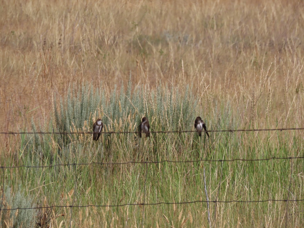 Bank Swallow - ML639390610