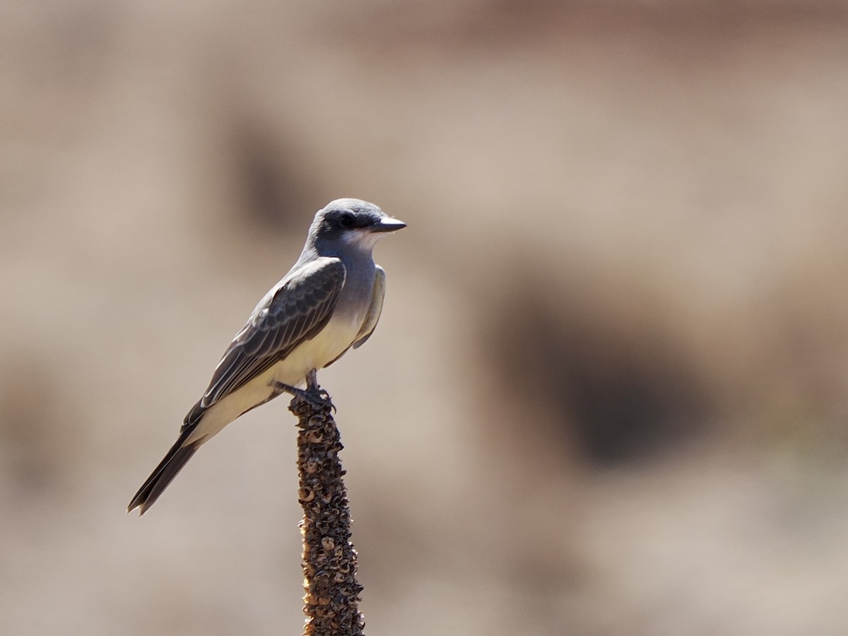 Cassin's Kingbird - ML639390868