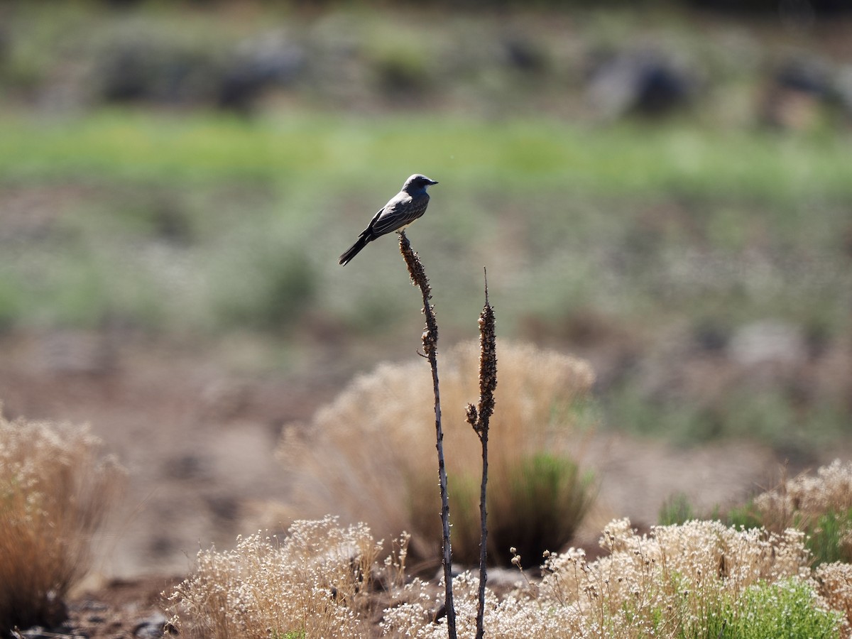 Cassin's Kingbird - ML639390869
