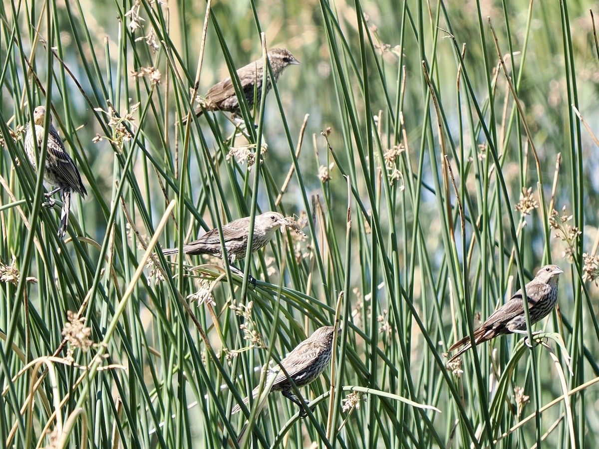 Red-winged Blackbird - ML639390883