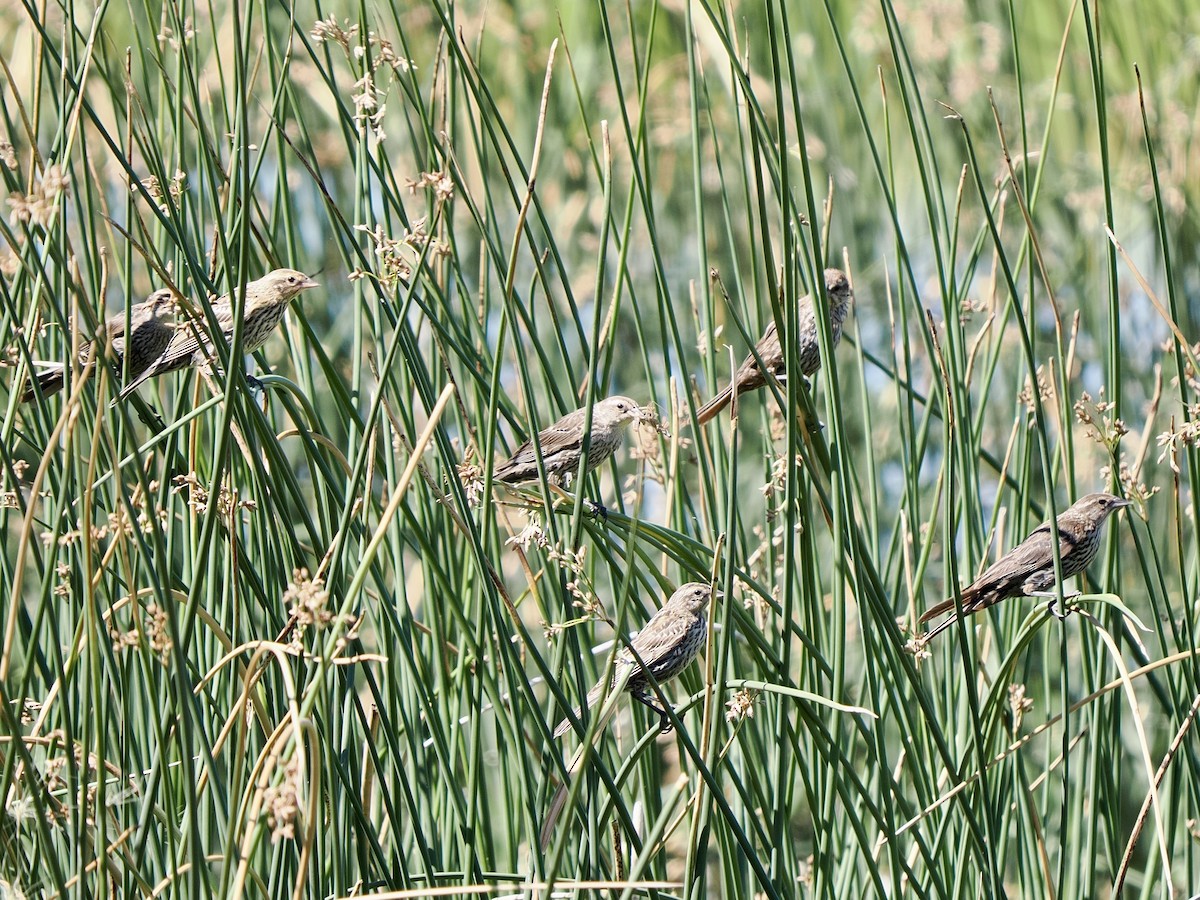 Red-winged Blackbird - ML639390884