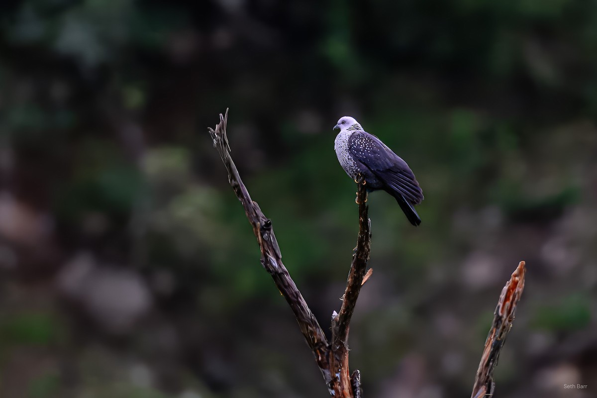 Голуб гімалайський - ML639391072