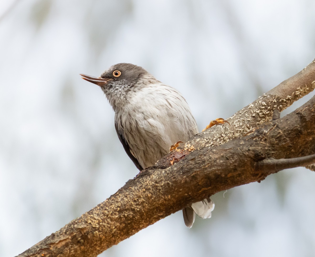 Varied Sittella - ML639391186