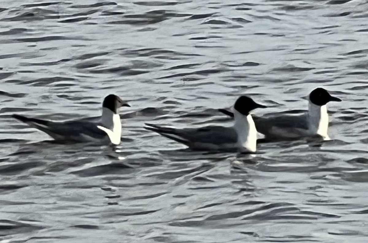 Bonaparte's Gull - ML639391221