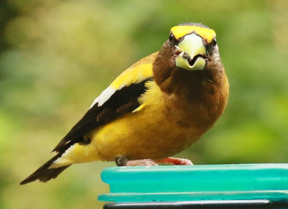 Evening Grosbeak - ML639391225