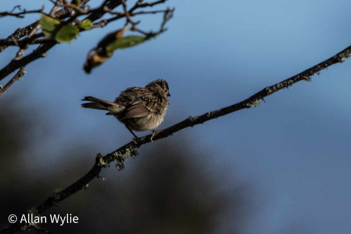 Wrentit - ML639391226
