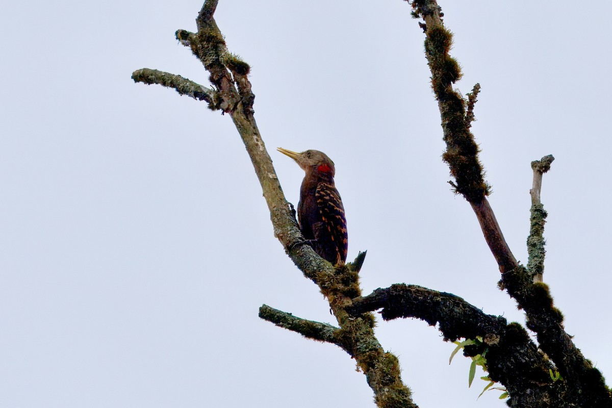 Bay Woodpecker - ML639391235