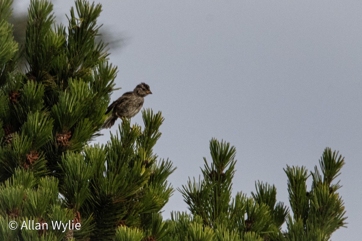 Song Sparrow - ML639391248