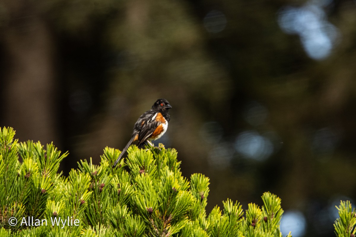 Spotted Towhee - ML639391253