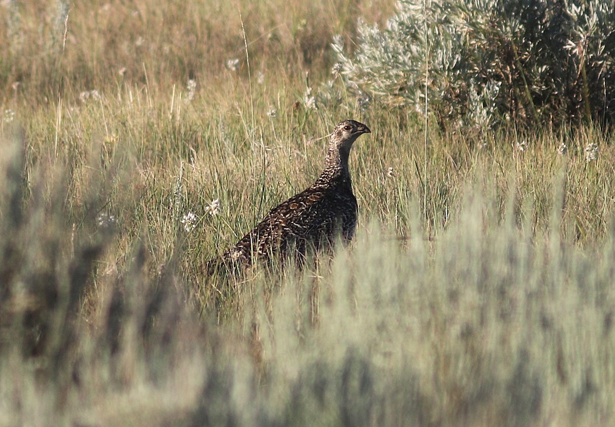 Greater Sage-Grouse - ML639392386