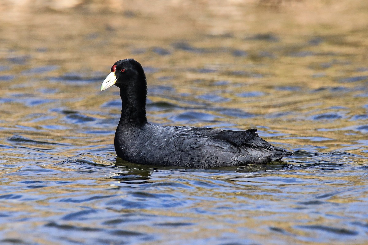 ハイイロオオバン - ML639392462