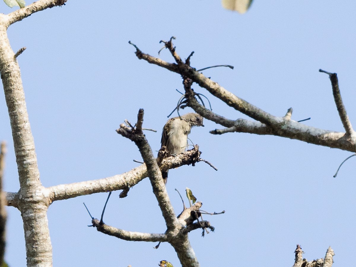 Least Honeyguide - ML639392626