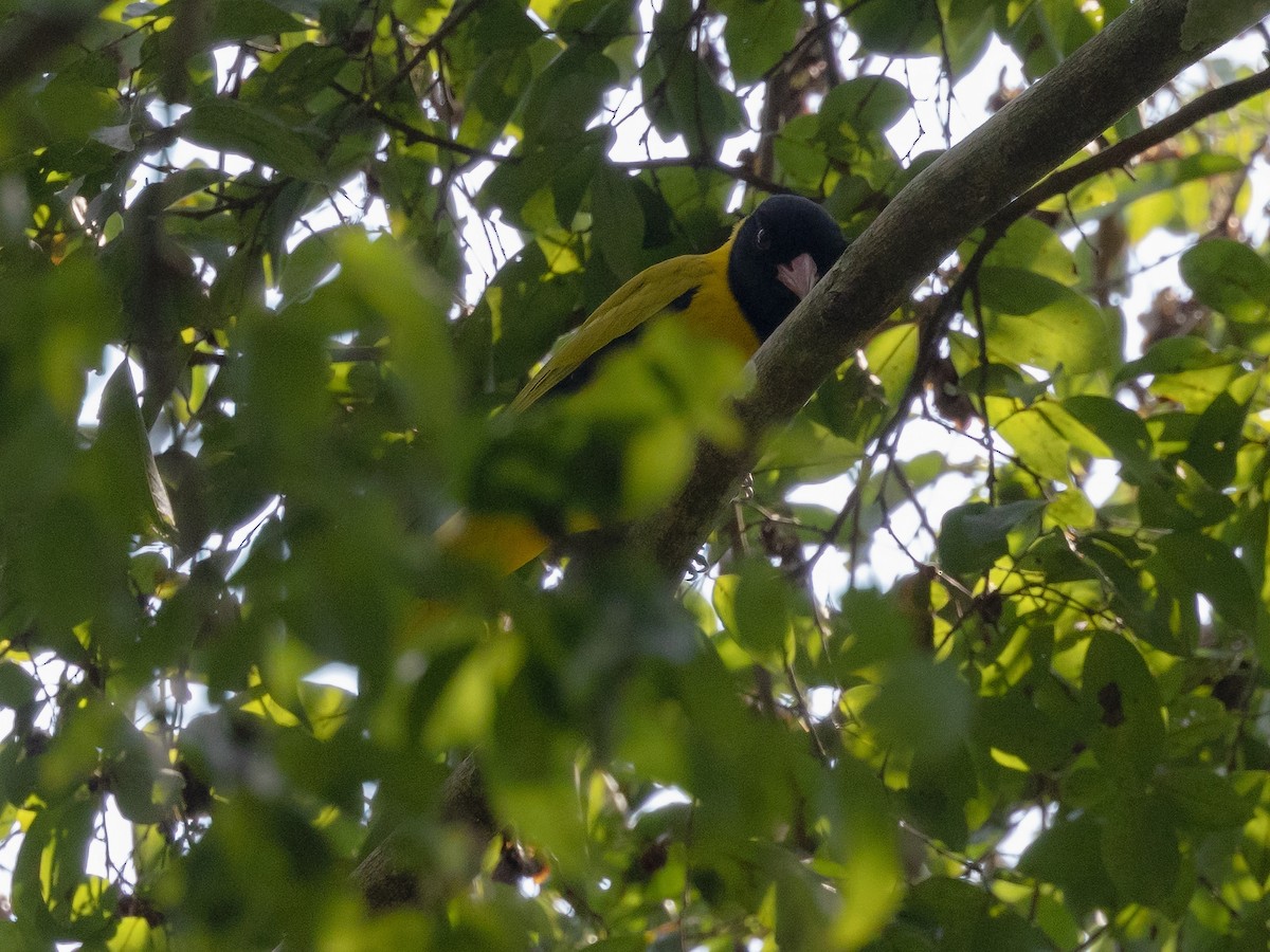Black-winged Oriole - ML639392640