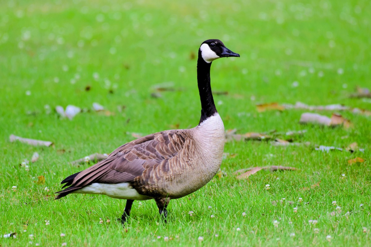 Canada Goose - ML639392771