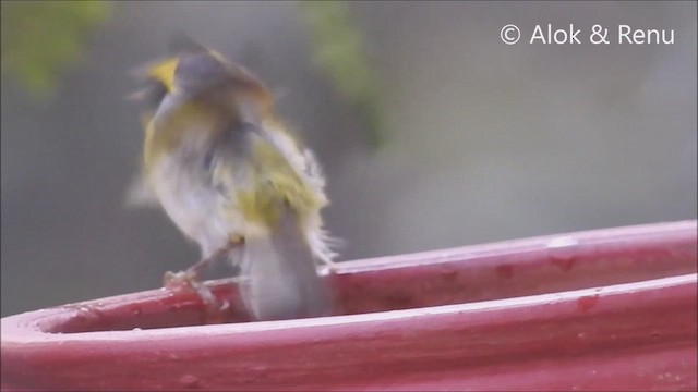 Black-faced Warbler - ML639392772