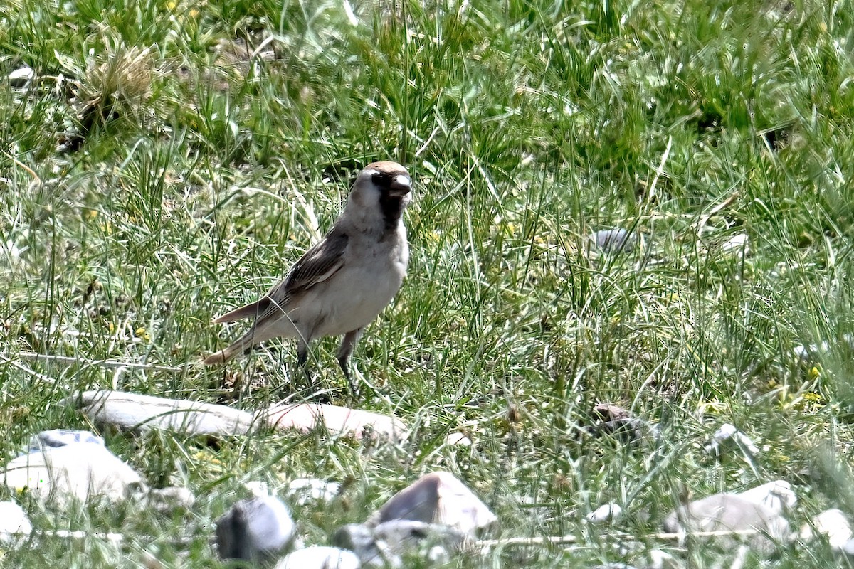 Pere David's Snowfinch - ML639392779