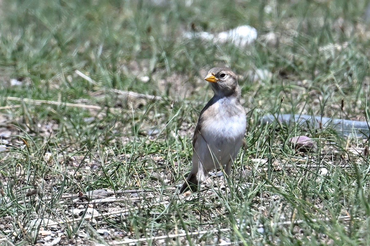Pere David's Snowfinch - ML639392810