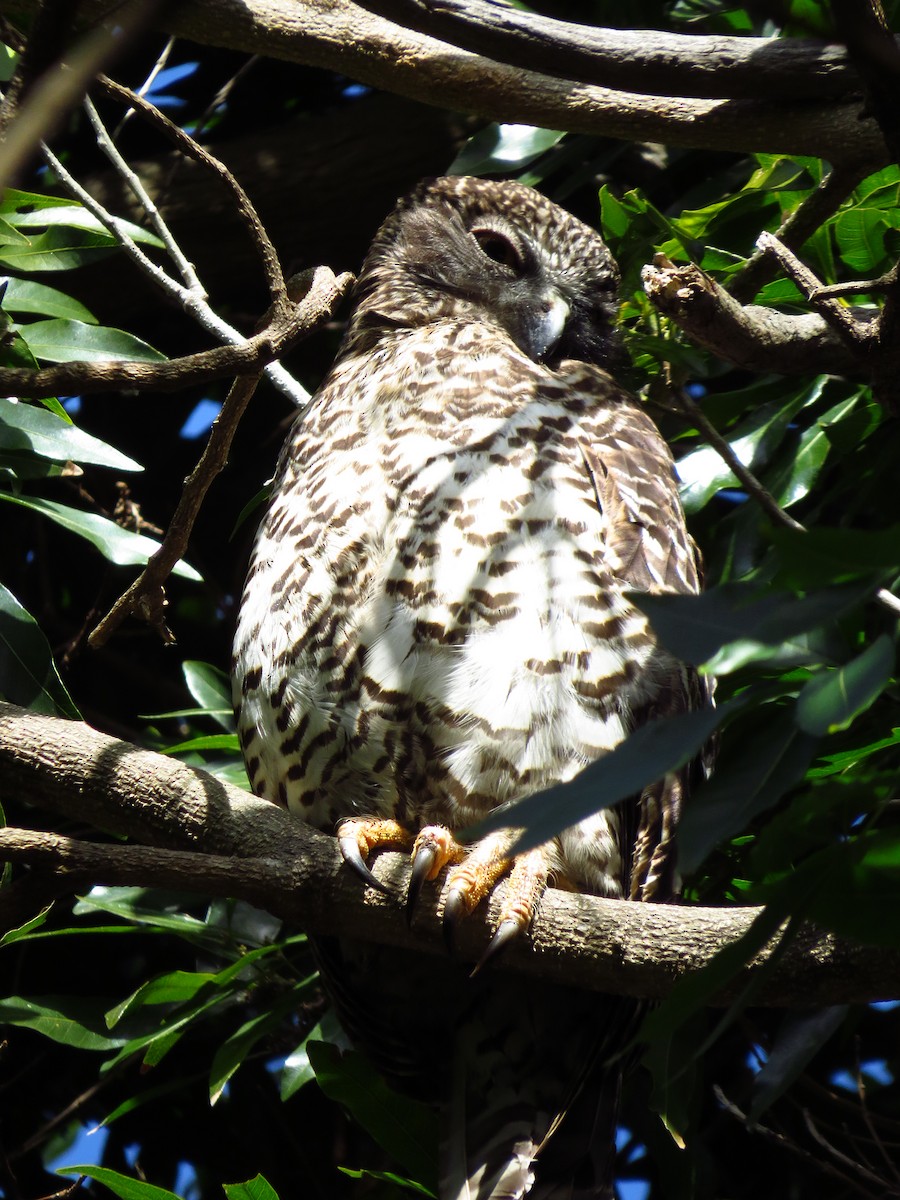 Powerful Owl - ML639392813
