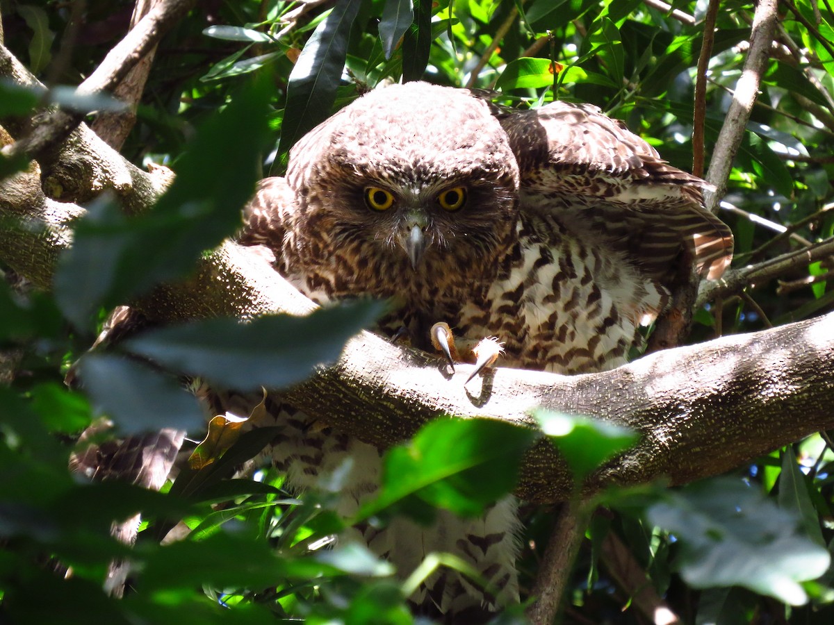Powerful Owl - ML639392815