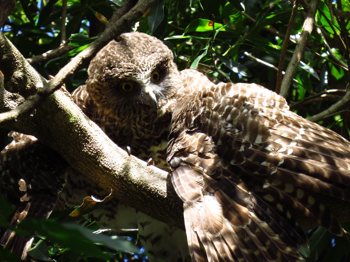 Powerful Owl - ML639392816