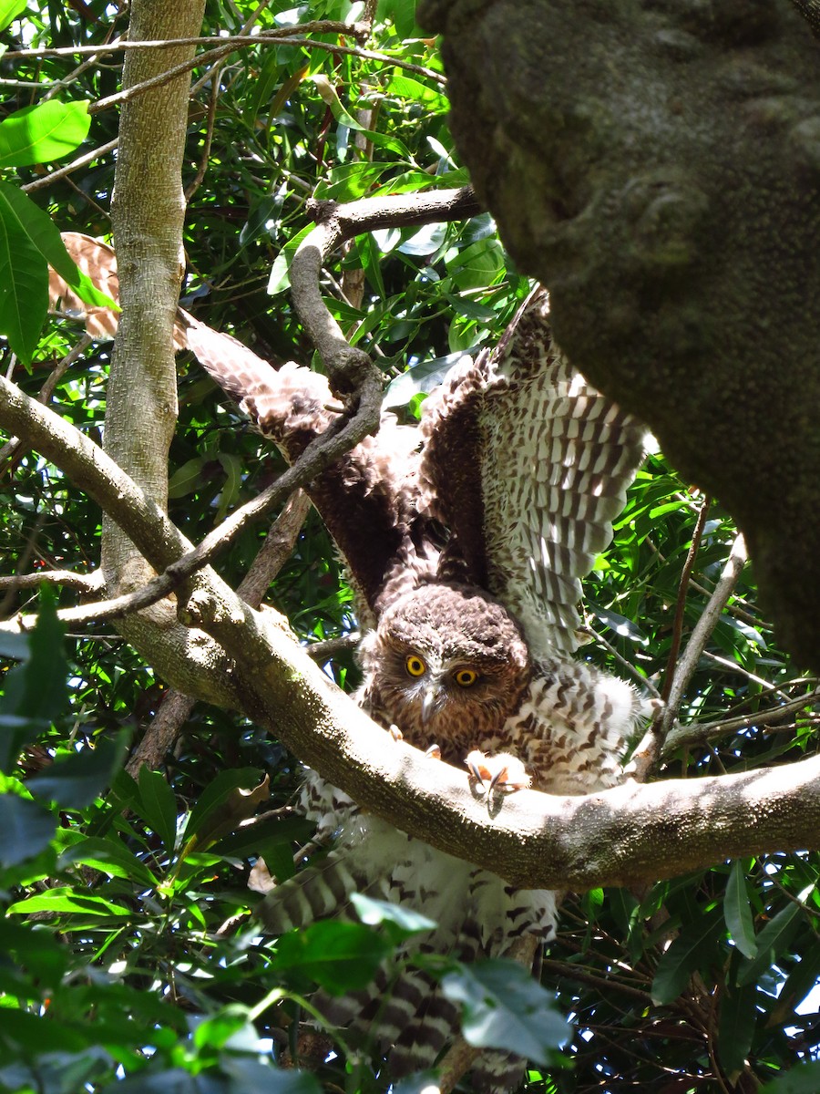 Powerful Owl - ML639392817