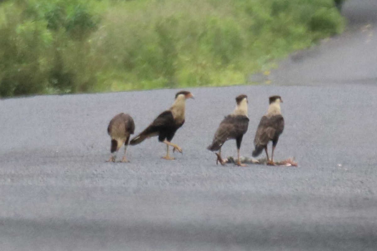 Crested Caracara (Northern) - ML639392845