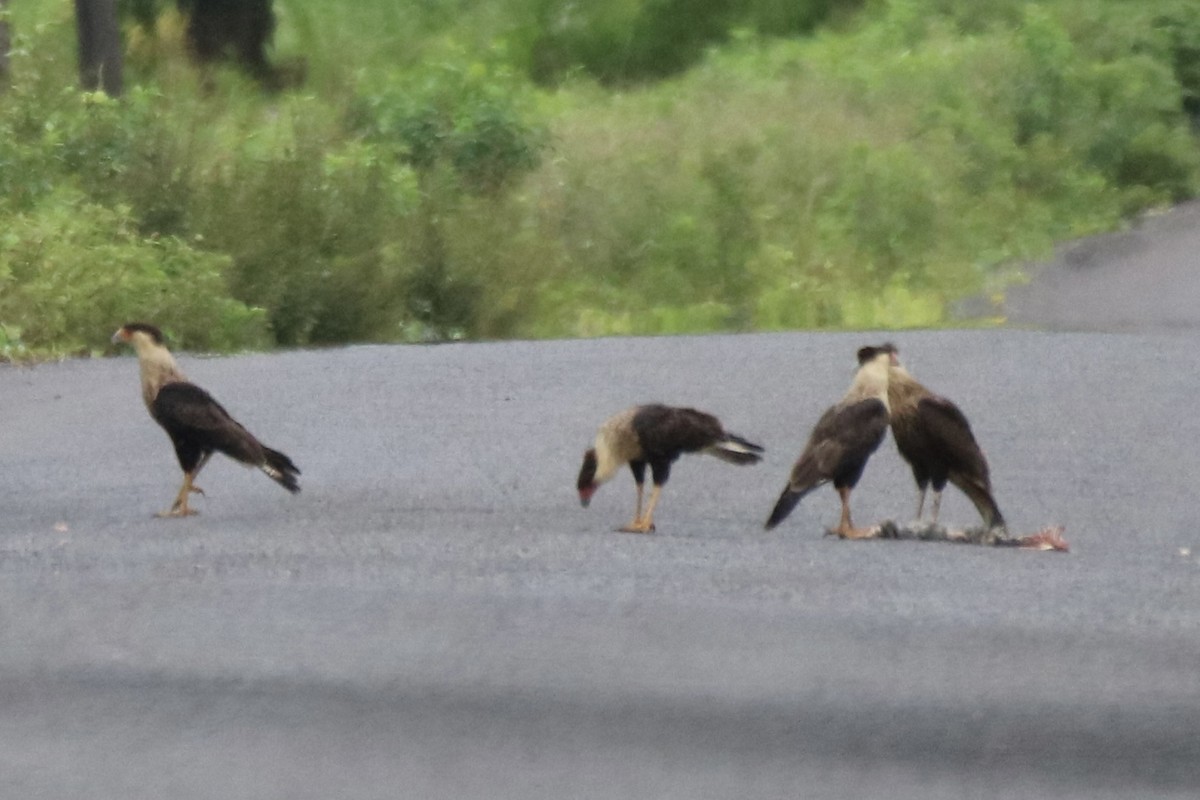 Crested Caracara (Northern) - ML639392846