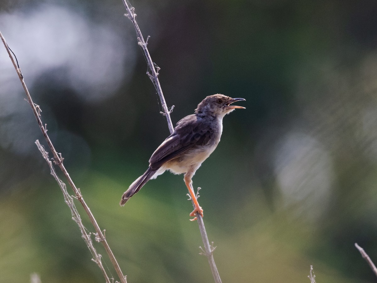 Bubbling Cisticola - ML639392885