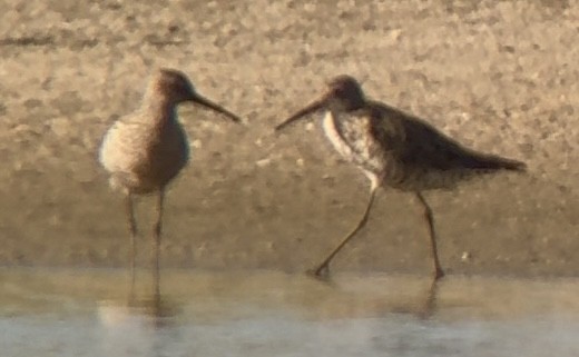 Stilt Sandpiper - ML639392952