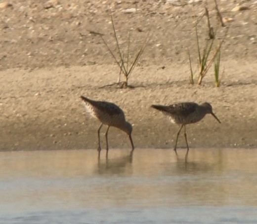 Stilt Sandpiper - ML639392953