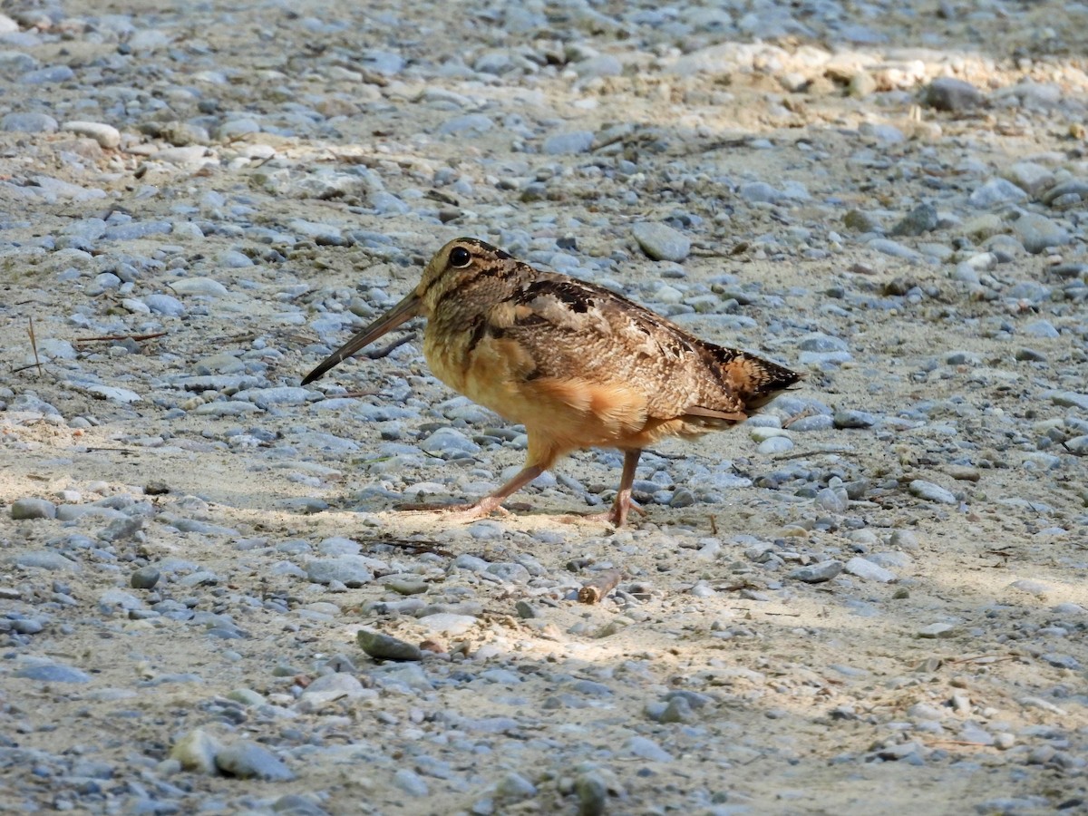 American Woodcock - ML639392977
