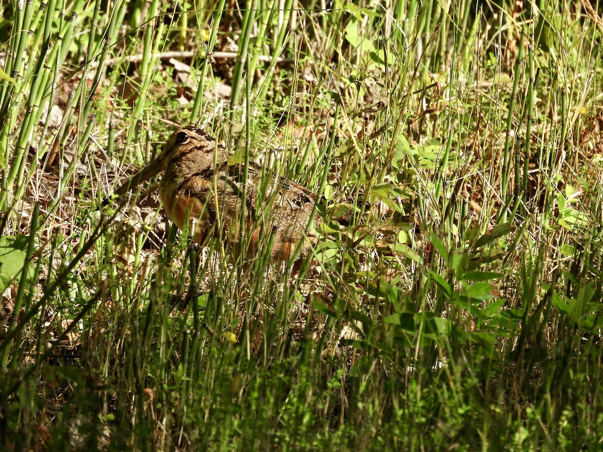American Woodcock - ML639392978