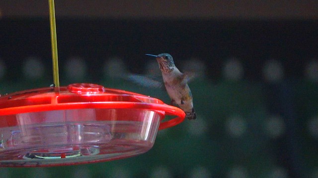 Calliope Hummingbird - ML639392983