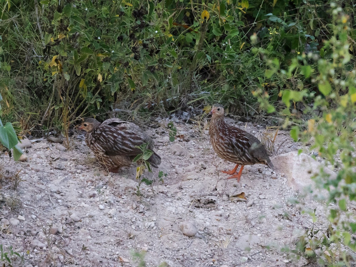 Gray-striped Spurfowl - ML639393002