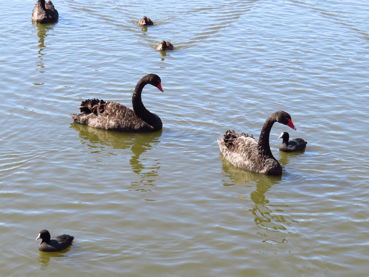Black Swan - ML639393011
