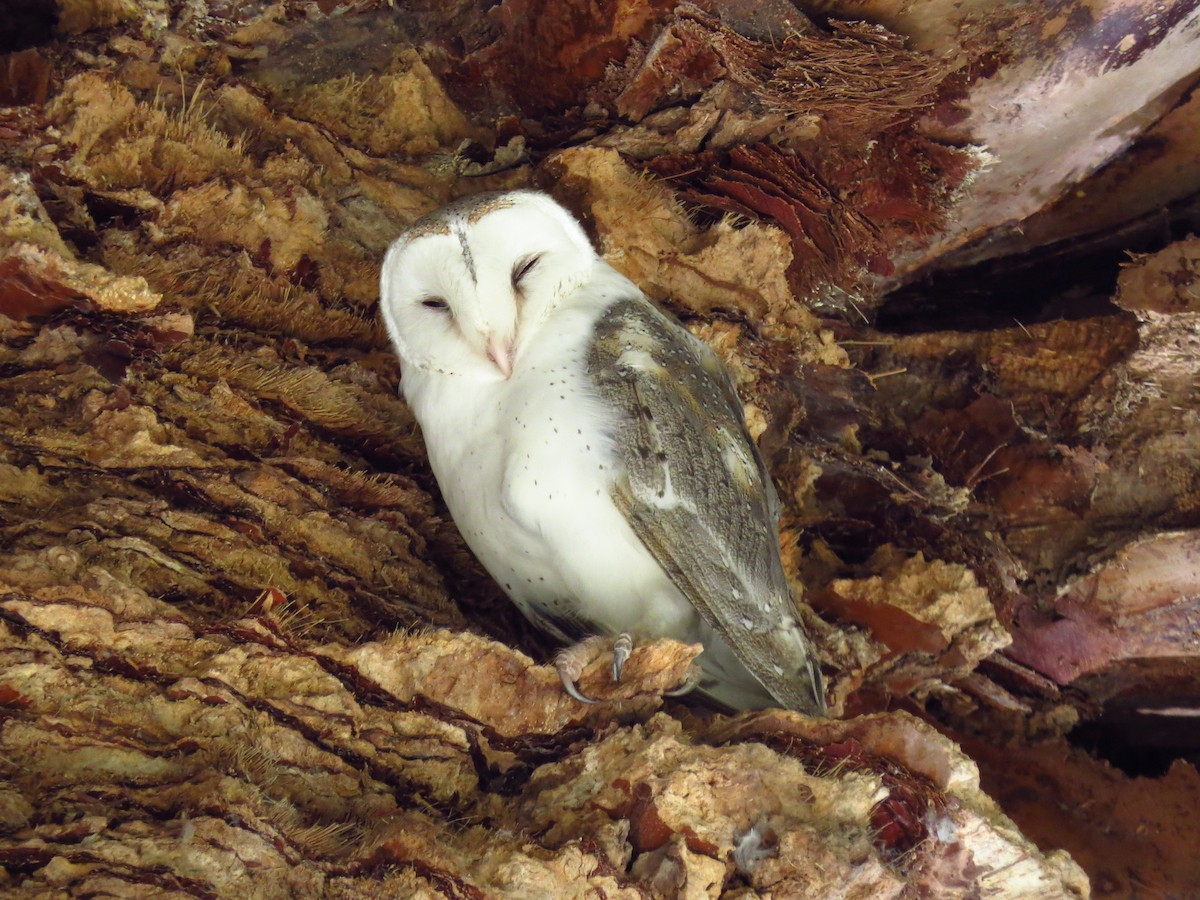 Eastern Barn Owl - ML639393024