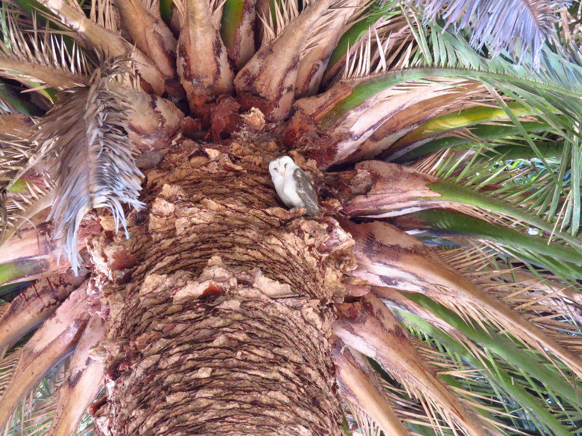 Eastern Barn Owl - ML639393025