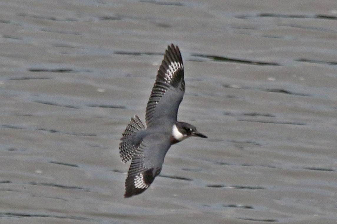 Belted Kingfisher - ML639393096