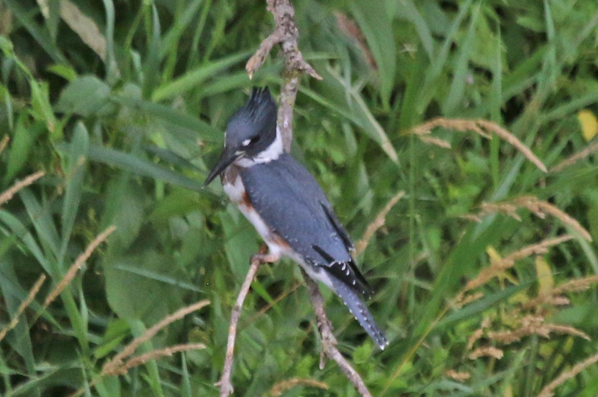 Belted Kingfisher - ML639393109