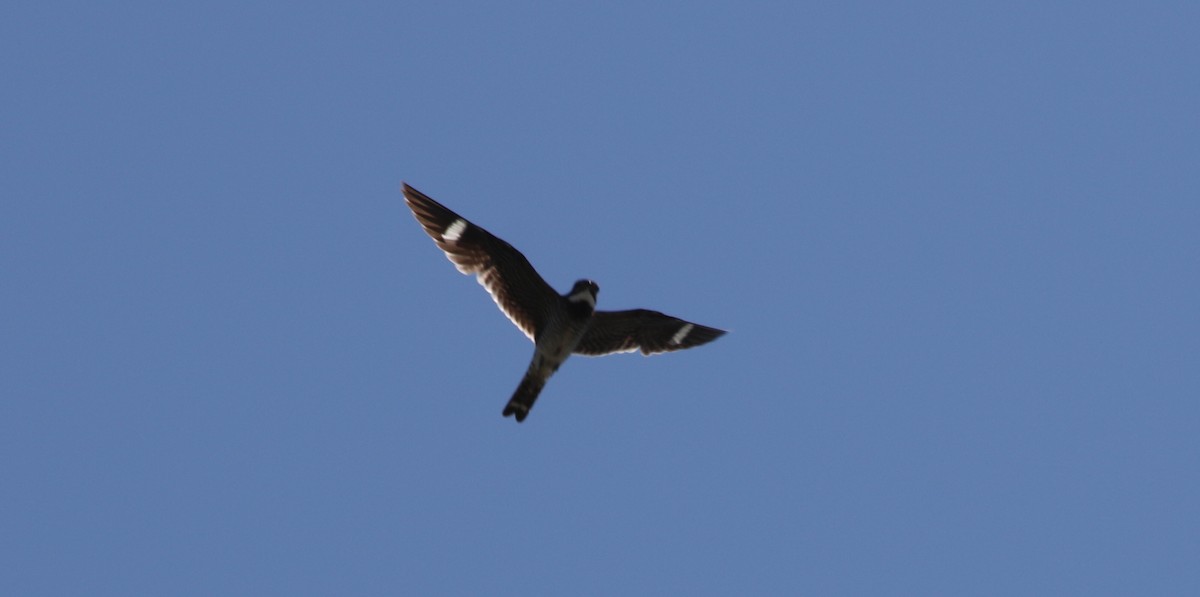 Common Nighthawk - Jeffrey Blalock