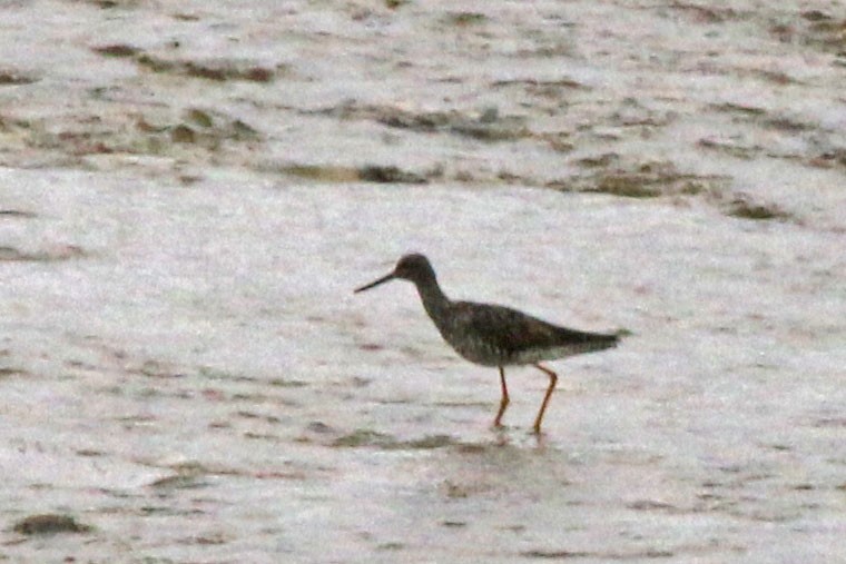 Greater Yellowlegs - ML639393121