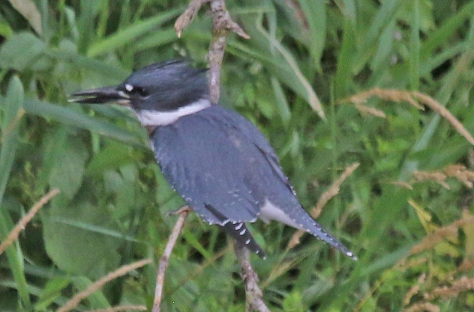 Belted Kingfisher - ML639393156
