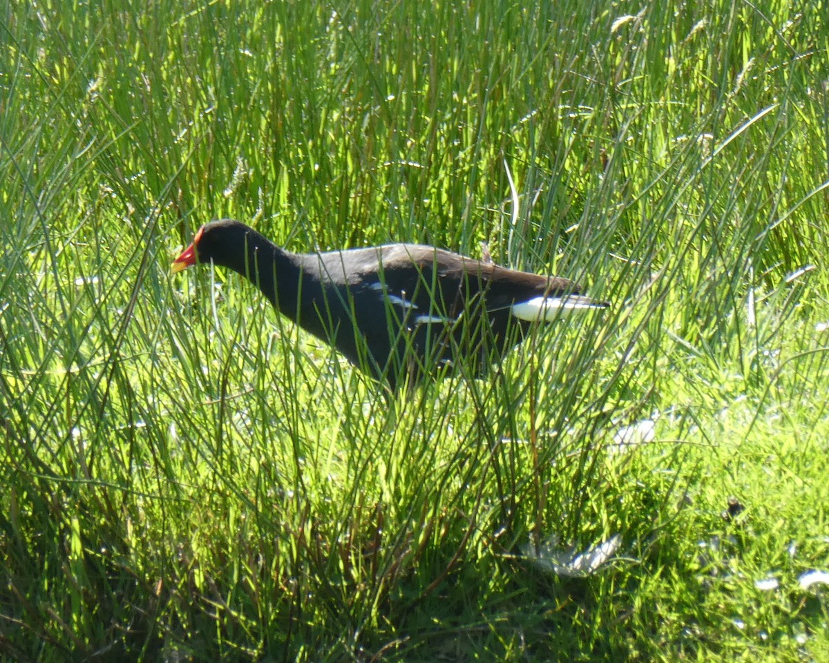Gallinule poule-d'eau - ML639393161