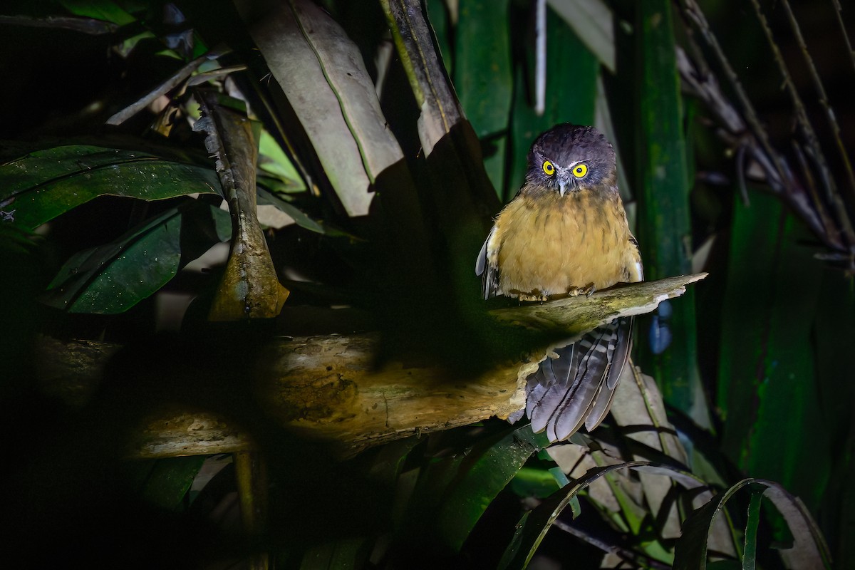 Ochre-bellied Boobook - ML639393188