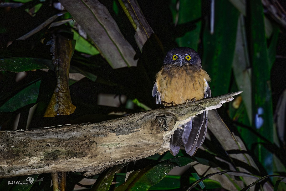 Ochre-bellied Boobook - ML639393189