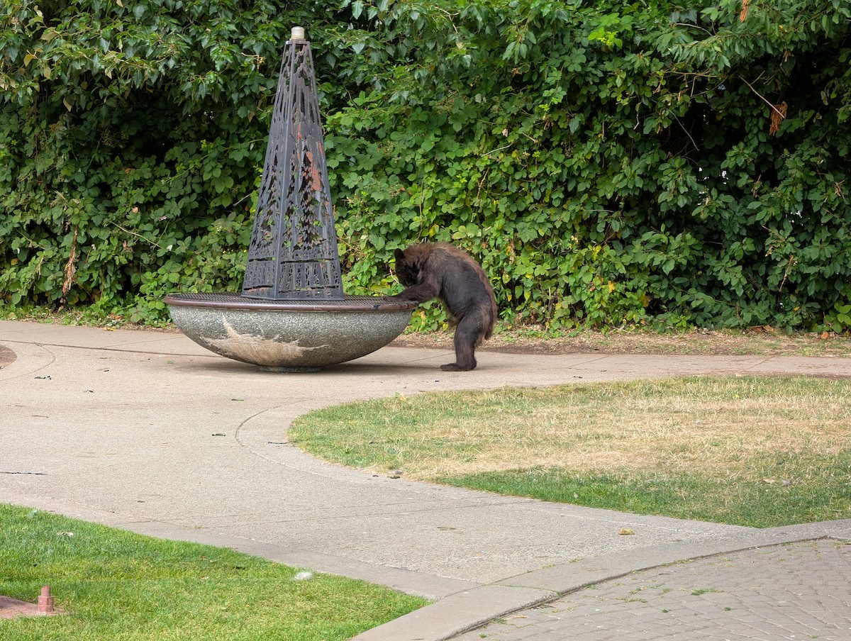 American Black Bear - ML639393254