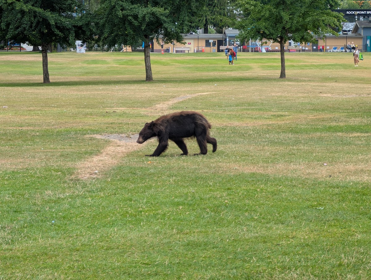 American Black Bear - ML639393265